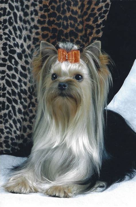 how to tell if you are buying a quality yorkie